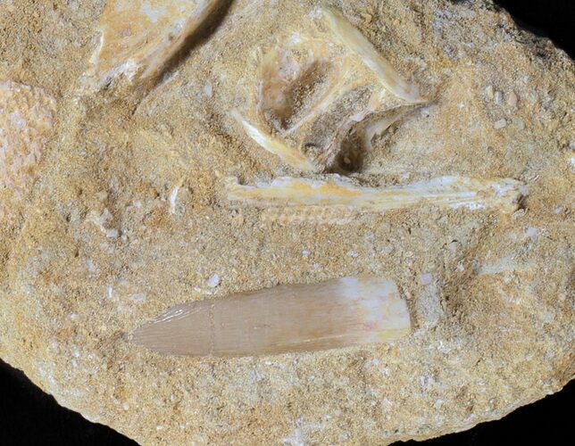 Fossil Plesiosaur (Zarafasaura) Tooth With Fish Vertebrae #61115